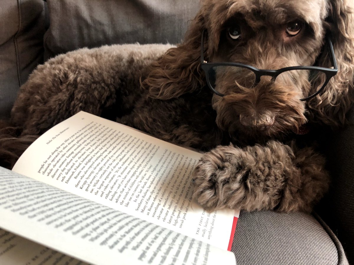 shockallocca's tweet photo. Shoutout to some of my fave indie bookstores across the country on #independentbookstoreday: @strandbookstore @BooksandBooks @DIESELBookstore @booksmithtweets @booksaremagicbk Luna prefers you patronize indies when possible: https://t.co/CSJ13ADkMv