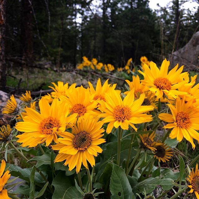 lancepriebe's tweet photo. Another amazing day in the Okanagan. #kelowna #kelownaflowers #arrowleaf https://t.co/HrmoCdNZcK https://t.co/u1m1V4T9UT