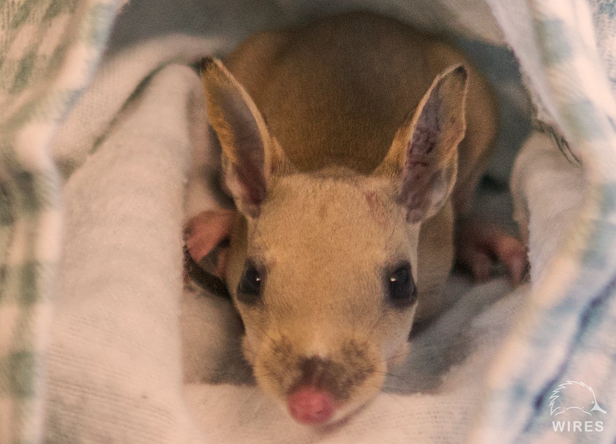 WIRESWildlife's tweet photo. Wildlife volunteering is a great way to give back. 
Course 6-8 hours online followed by 1/2 day workshop.

Find our more about becoming a WIRES rescuer https://t.co/hpyzRs9iHr. 

Workshops in #Gunnedah, #Armidale, #Albury, #BerkshireParl, #Lismore, #CoffsHarbour  #Volunteering https://t.co/HRMLifLT6e