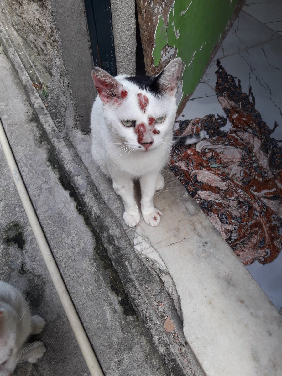 liomessimaniaca's tweet photo. Galera to com 2 gatinhos que estao com essa doença contagiosa chamada esporotricose 
Quem puder ajudar com remedios ou uma grana pra comprar o remedio eu agradeço muito. Qualquer ajuda é bem vinda  so chamar na dm se nao puder ajudar da rt por favor https://t.co/EowJdWWrHw