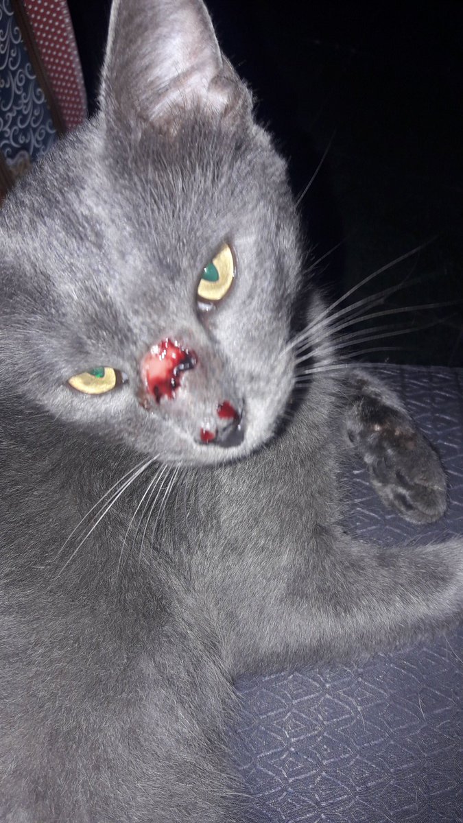 liomessimaniaca's tweet photo. Galera to com 2 gatinhos que estao com essa doença contagiosa chamada esporotricose 
Quem puder ajudar com remedios ou uma grana pra comprar o remedio eu agradeço muito. Qualquer ajuda é bem vinda  so chamar na dm se nao puder ajudar da rt por favor https://t.co/EowJdWWrHw