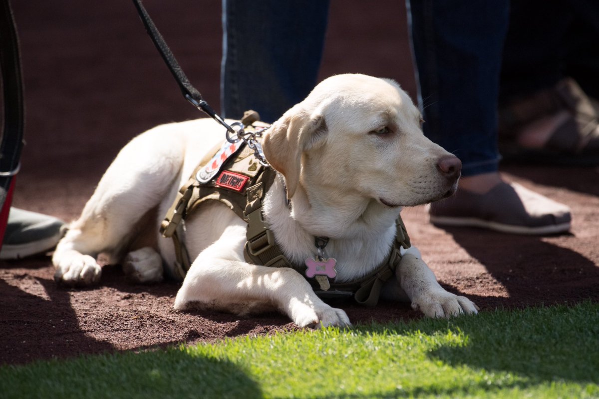 Angels's tweet photo. #DogsOfBP 🐶 https://t.co/pQyff4wGdJ