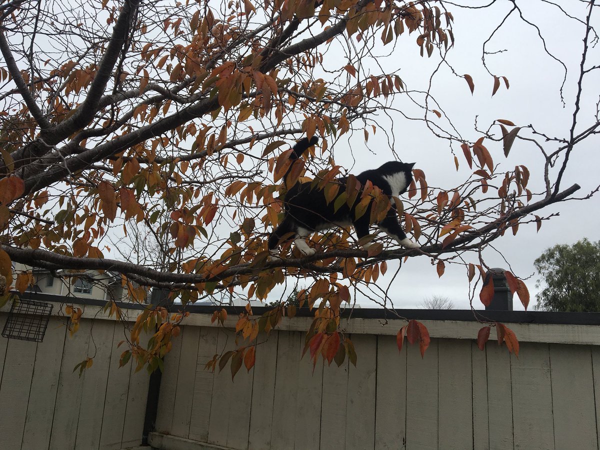 beckeleven's tweet photo. So sometimes if the things they make on Fanimals are for cats, I get to take a sample home. Obviously this is for hungry birds but Bertie still thinks it’s for her... #RIPBirds https://t.co/xcG4HA7zbm