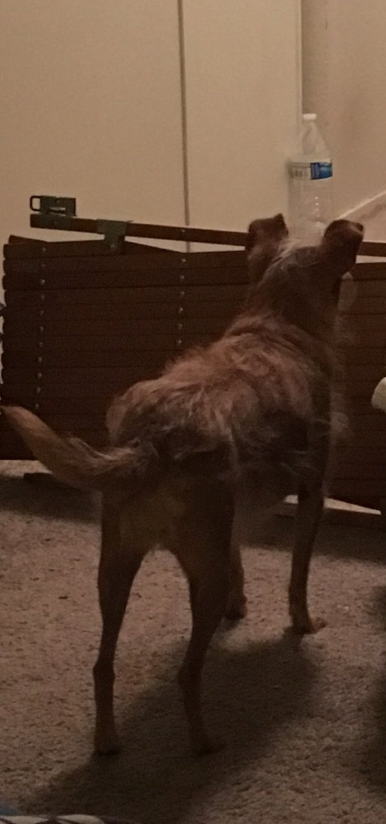 rescuedChi's tweet photo. I heard the refrigerator door open. https://t.co/0vxgqXL9i8