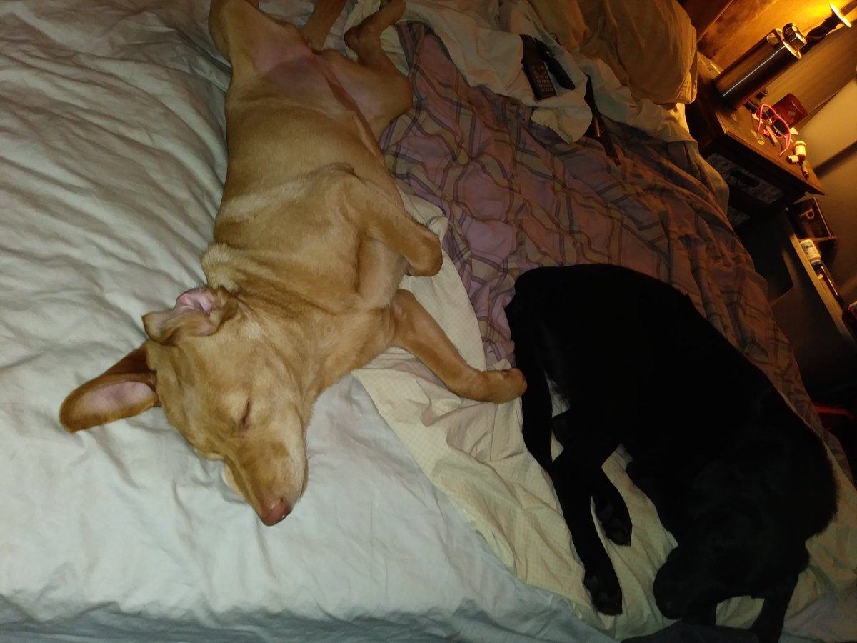 EverybodyKnow15's tweet photo. #AfterPlay
#Rescues
#AdoptDontShop https://t.co/HSprerVM4z