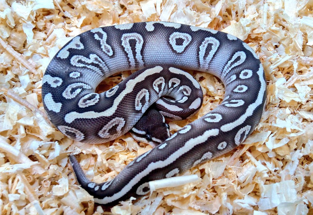 ジャングルプラネット逆鱗 新店舗準備中 ボールパイソン販売個体を紹介します ファントムポーション ファントムスパイダー スーパーファントム 久しぶりにファントムのコンボ が入荷しましたね 全個体 餌食いも確認とれていますので