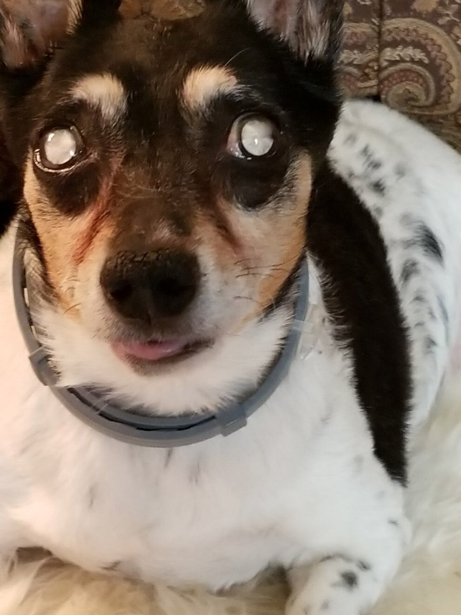 Theresa May tweet media