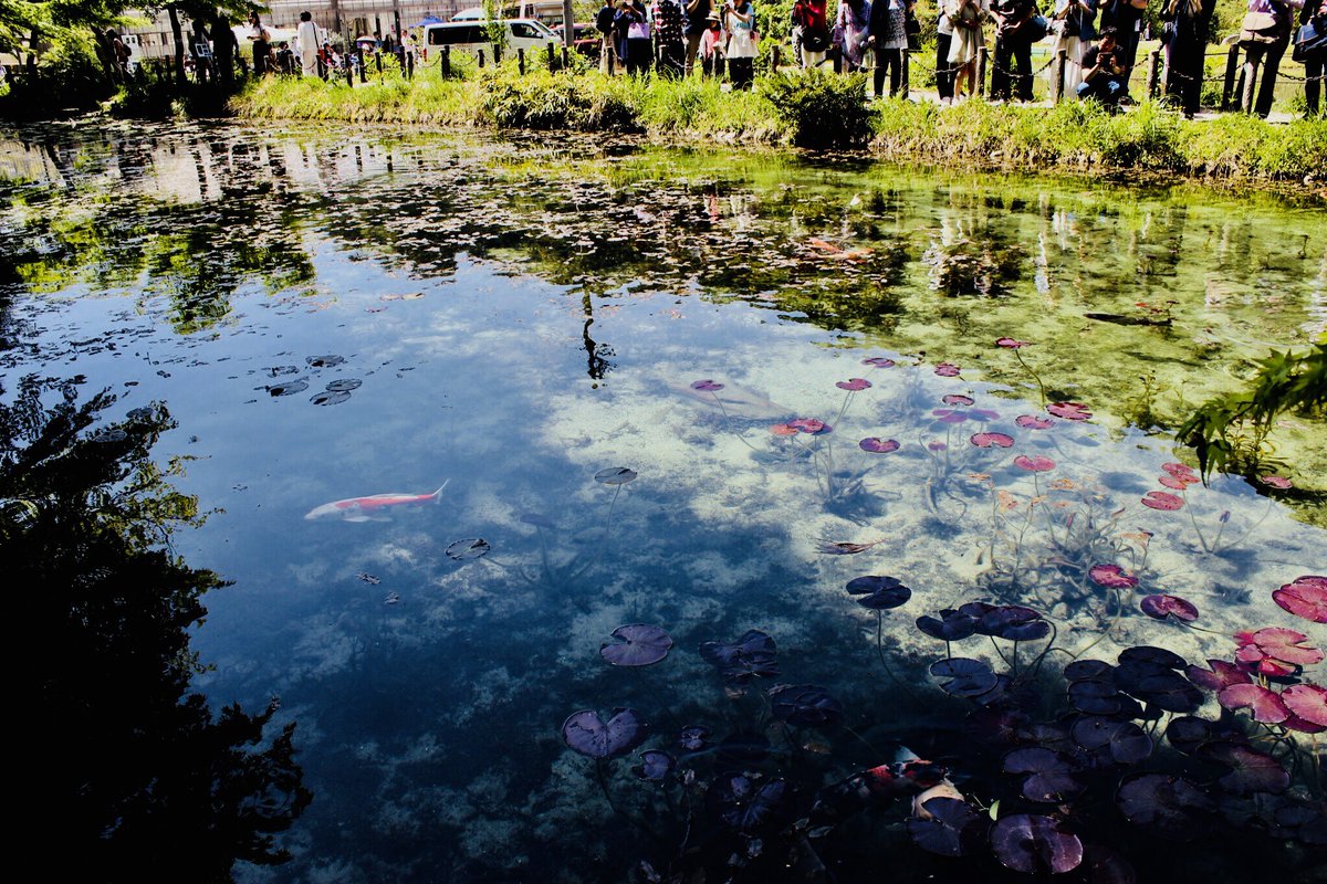 公式 東海ウォーカー編集部 Sur Twitter Gw真っ只中 今日は天気もよく お出かけ日和です 写真は モネの池 岐阜 関 本日の様子 透明度の高い池に映える鯉がキレイでした ここの鯉は 金色のものやハート型の模様をもつものなどもいて 縁起も良さそう 勝野