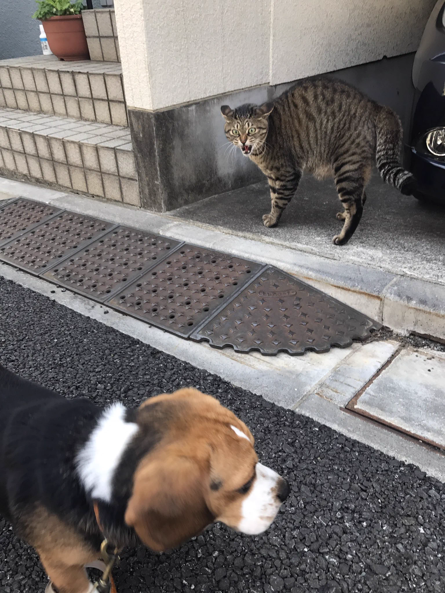なんか漫画みたいだなw犬を見てぶちぎれる猫の表情がイラストみたいw