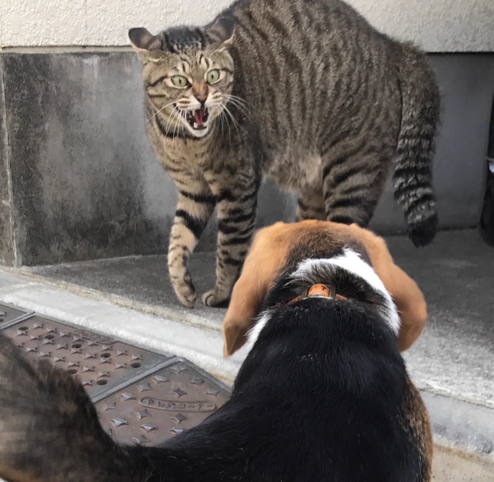 なんか漫画みたいだなw犬を見てぶちぎれる猫の表情がイラストみたいw