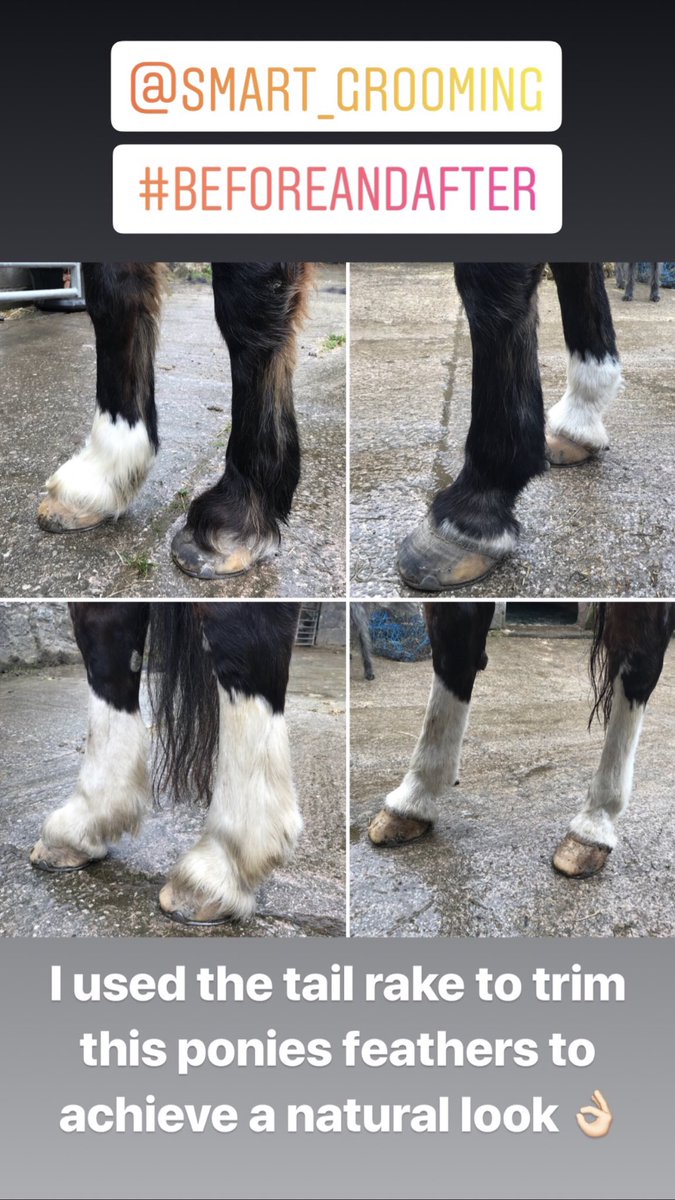 LaurFisher's tweet image. Anyone who has a horse with big feather &amp;amp; wants a natural look, try using @Smart_Grooming tail rake 👌🏻 before &amp;amp; after pictures below ⬇️ #247equestrian #smartgrooming