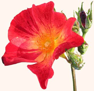 10)En csq, les militants en France épinglent désormais une églantine écarlate, fleur traditionnelle du Nord, en souvenir du sang versé à Fourmies