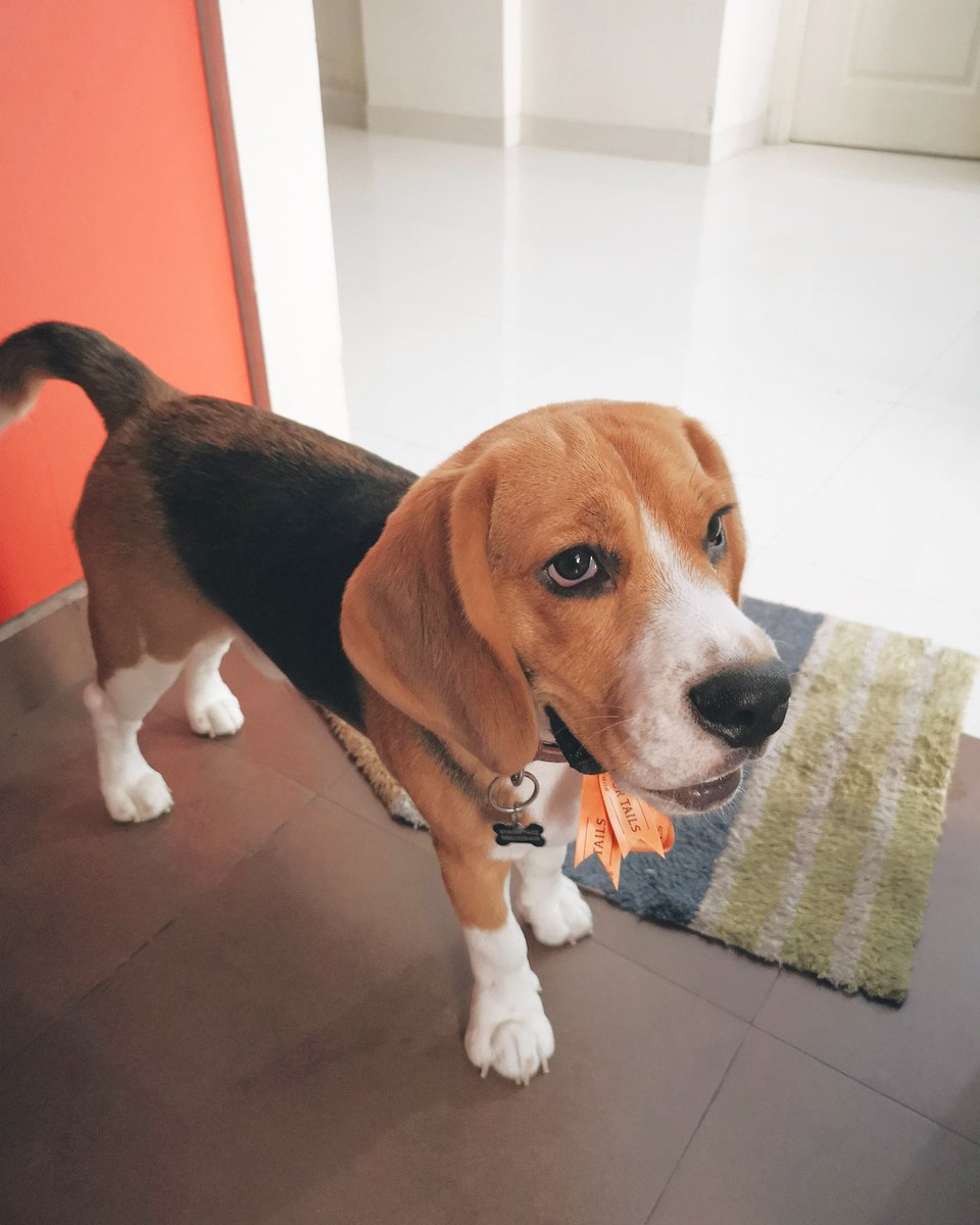 RamboSarma's tweet photo. Woof afternoon everyone! Who's looking like a good boy? Me me me! Just back from my grooming at @headsupfortails Hit the like button if you agree *Woof woof* 🐶
#rambothebeagle https://t.co/xlkI36Kra1