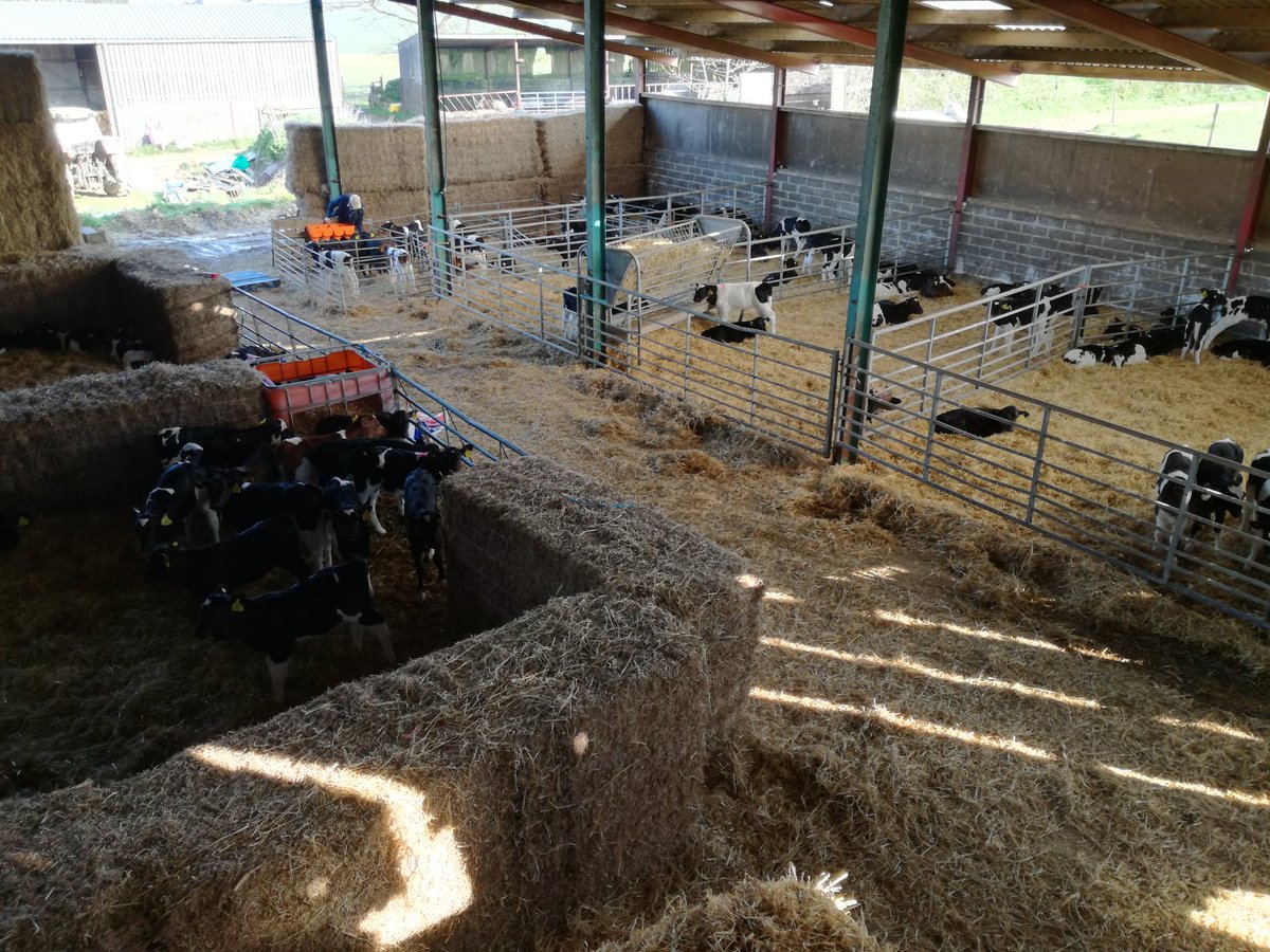The nursery on this beautiful morning <a href="/lochmeylerdairy/">MatthewEvans</a> @farmicecream <a href="/FarmStayUK/">Farm Stay UK</a> @lovepembs <a href="/visitwales/">Visit Wales 🏴󠁧󠁢󠁷󠁬󠁳󠁿</a> 😍🌞