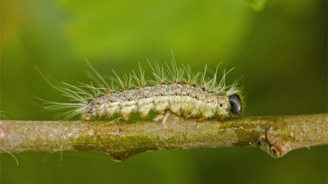 These sound nasty - be careful out there! bbc.co.uk/news/uk-englan…