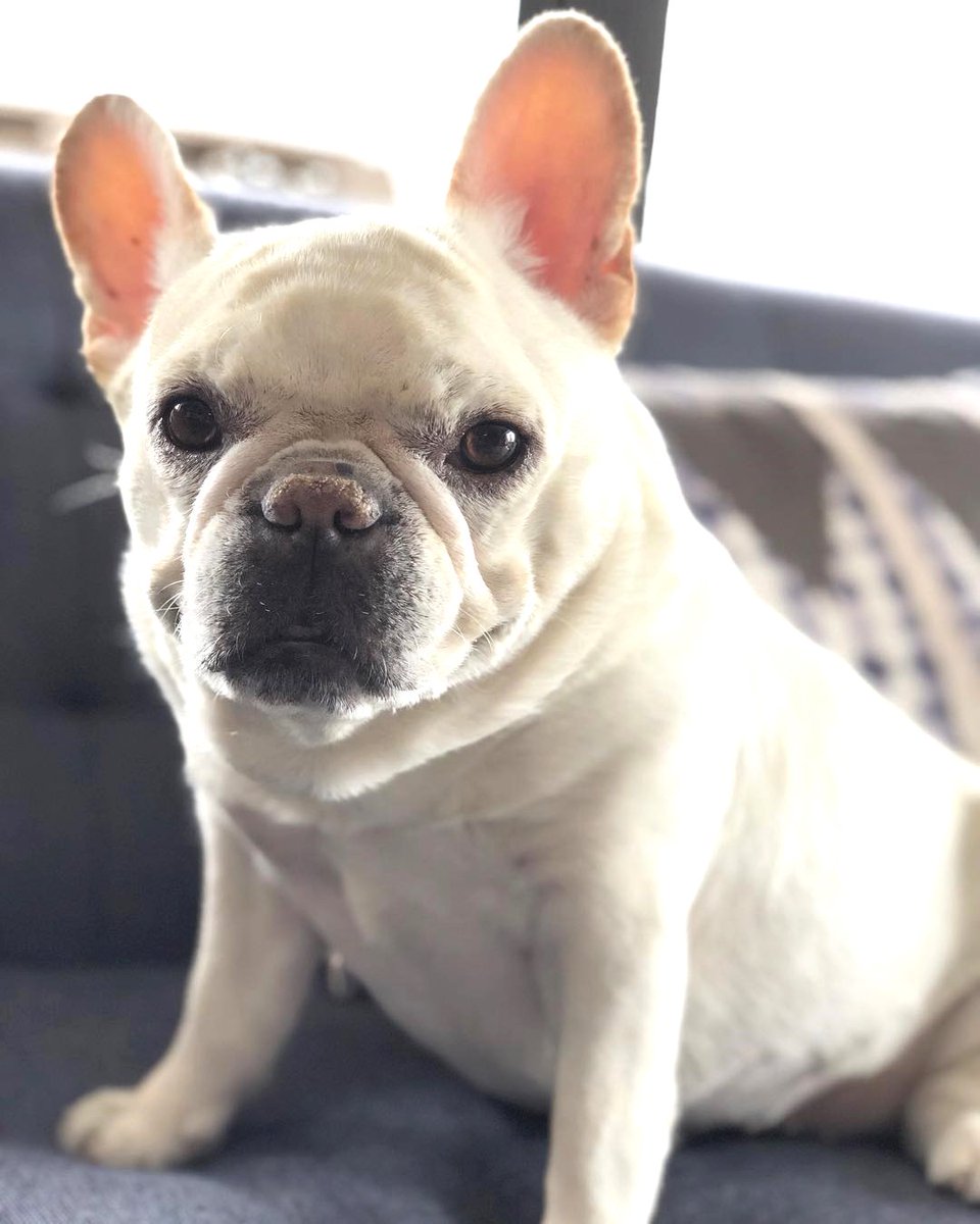 BulldogYen's tweet photo. Follow us @bulldog.lovely.kool   for more💝
📷 Via : @lulunasty  

#bulldogdays #bulldogge #bulldoglife #bulldogsofig #bulldoglove #bulldogsofinsta #bulldognation #bulldogfrances #bulldogram #bulldogslife https://t.co/PEohmXTeQ6