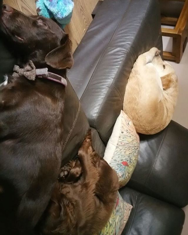 toothandtailLtd's tweet photo. Mum and dad are on holiday so Max has come to stay with grandad. We're all worn out though from playing! #dogsofinstagram #springercross #guidedogsfortheblind https://t.co/GEsLvAVxEE https://t.co/tSEr5xMmaj
