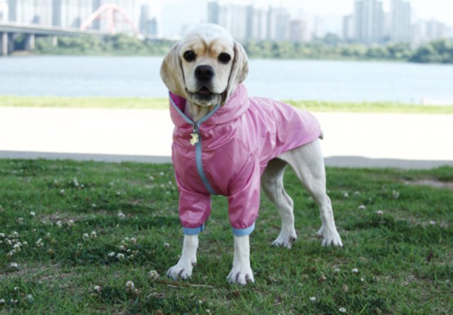 Find the right dog clothes at doggiepet.com