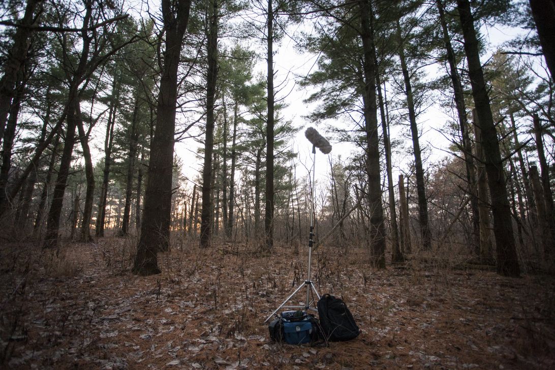 jalexcooney's tweet photo. Will be live streaming audio to https://t.co/C8zojWFnei at dawn CDT (approx 5:30 am, 10:30a UTC) next Saturday. Hoping the dawn chorus is as amazing as I remember from a couple years back! #reveil2018 https://t.co/bgtHhRSzlZ