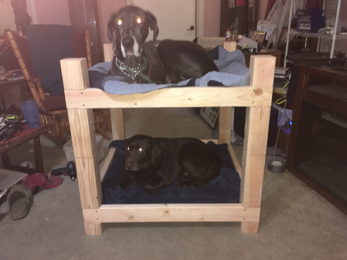 Ky_Loe's tweet photo. #DogBunkBed (IRL tweet) My father made this for these cute little things. Itโs home-made too! https://t.co/8rCCd28FL4