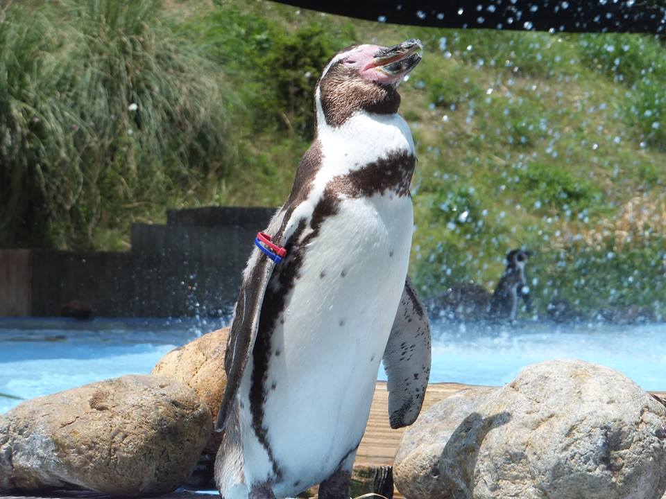 埼玉県こども動物自然公園 平日開園 Pa Twitter 本日はおばあちゃんペンギン グラママ の誕生日 ペンギン ヒルズ最年長のグラママは３４歳になりました フンボルトペンギンの寿命は約２５年なのでとっても長生きです