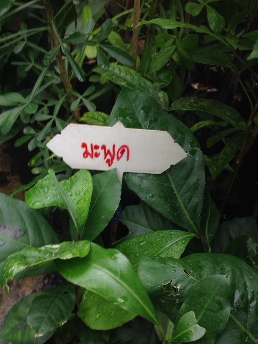 พรีเดเตอร์มือใหม่ 🫪 #ท้ายติ๊กคว้า tweet media