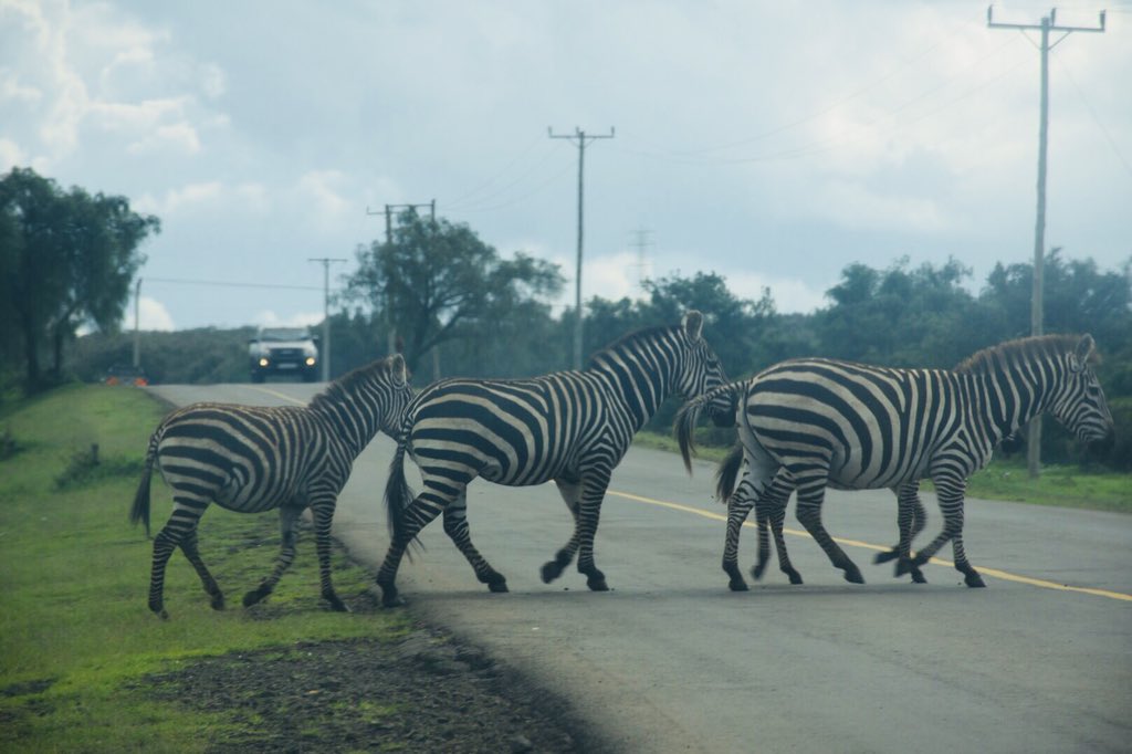 The real zebra crossing