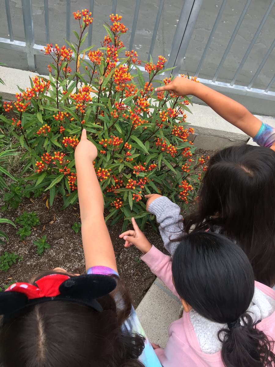 stephvasquez25's tweet photo. Caterpillar sighting @Olive_Falcons Do you see them? 🐛🐛🐛🐛🦋🦋🦋🦋 https://t.co/hMJWZXRBJd