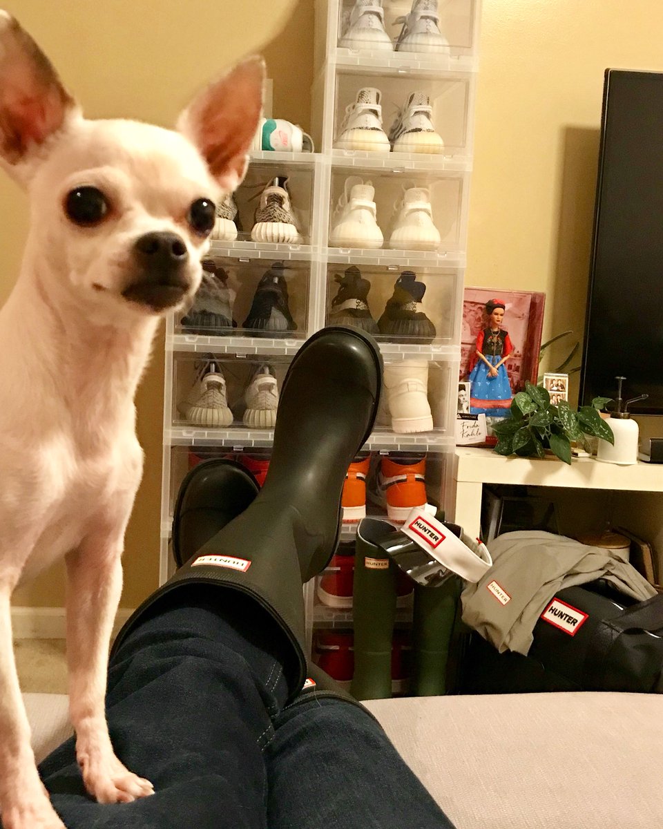 jam3s81's tweet photo. Pearl Approved!!! #chihuahua #HunterxTarget #Hunter #Yeezy #sneakers #sneakerheads https://t.co/bFcKofbtNK
