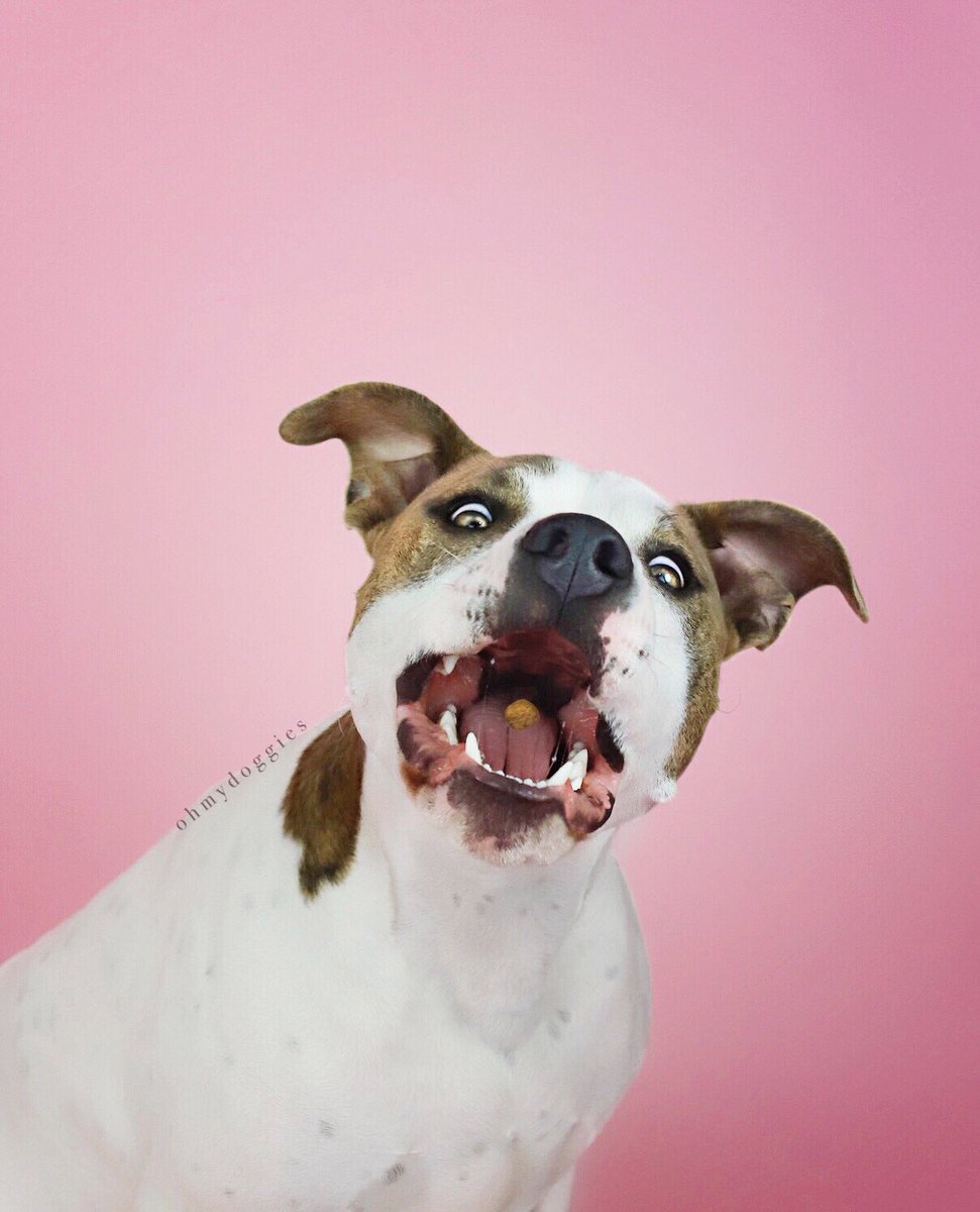 OhMyDoggies's tweet photo. Weekend forecast... 100% chance of treats! ππ§π
#Dexter #pitmix #pitbull #dogscatchingtreats #dogtreats #pinklover #Ihavethisthingwithpink #barkpack https://t.co/fdNZapBL3f