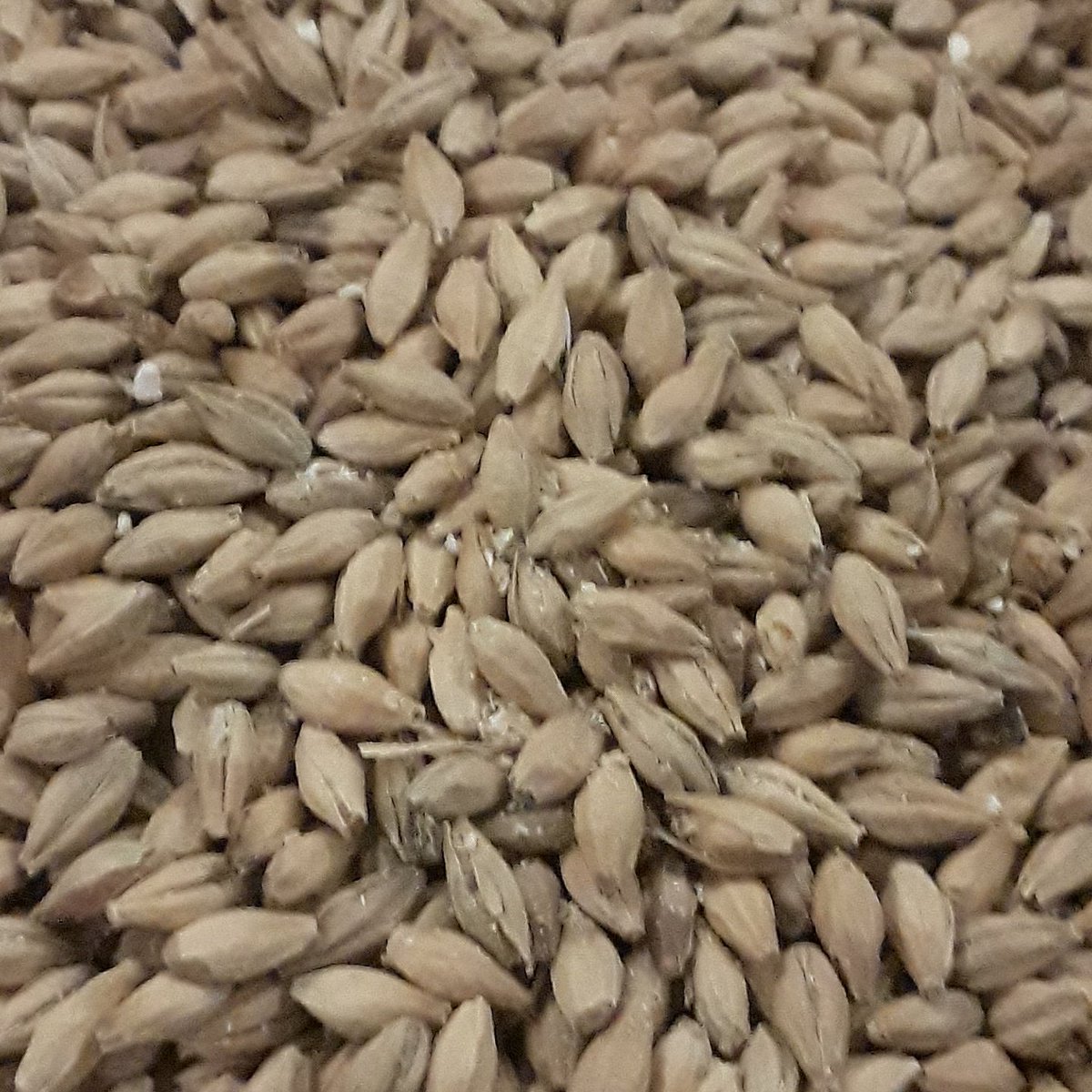 Murphy's Law Brew Co tweet media