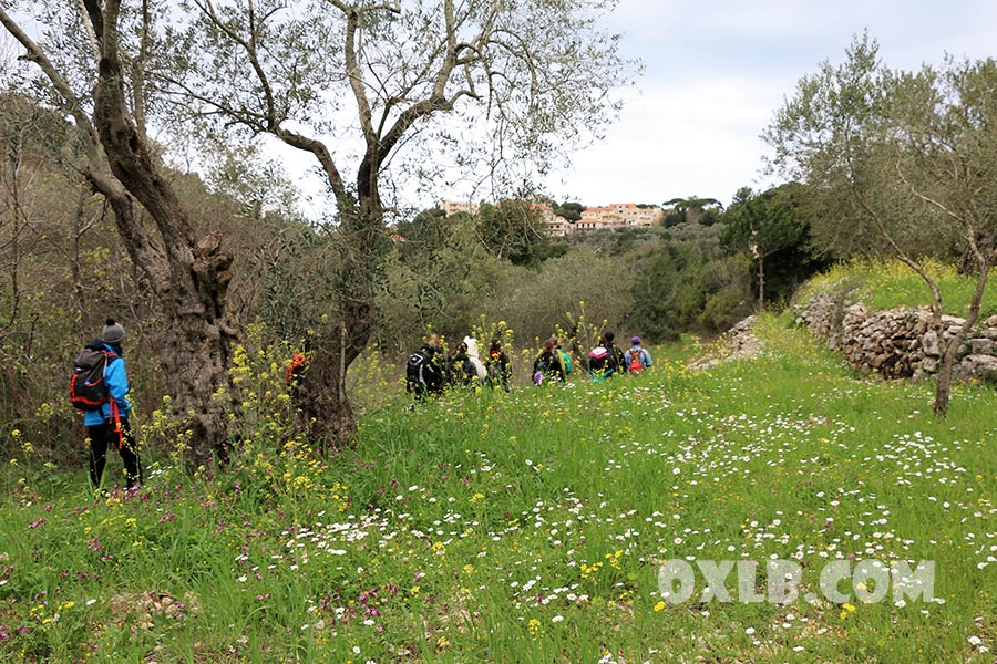 onefineart's tweet image. A beautiful path between Daisy flowers in Baakline / Baakleen - Time to book for hotels in Lebanon hotel.discoverlebanon.com/Place/Lebanon.… - #naturepath #daisyflower #baakline #baakleen #hotelslebanon