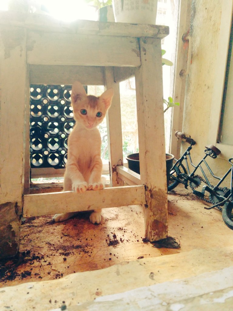 Titu, waiting patiently for someone to take him to his forever home. Please help in his adoption. #RT #Help #FosterKitty #Mumbai #KittyforAdoption #PetAdoption