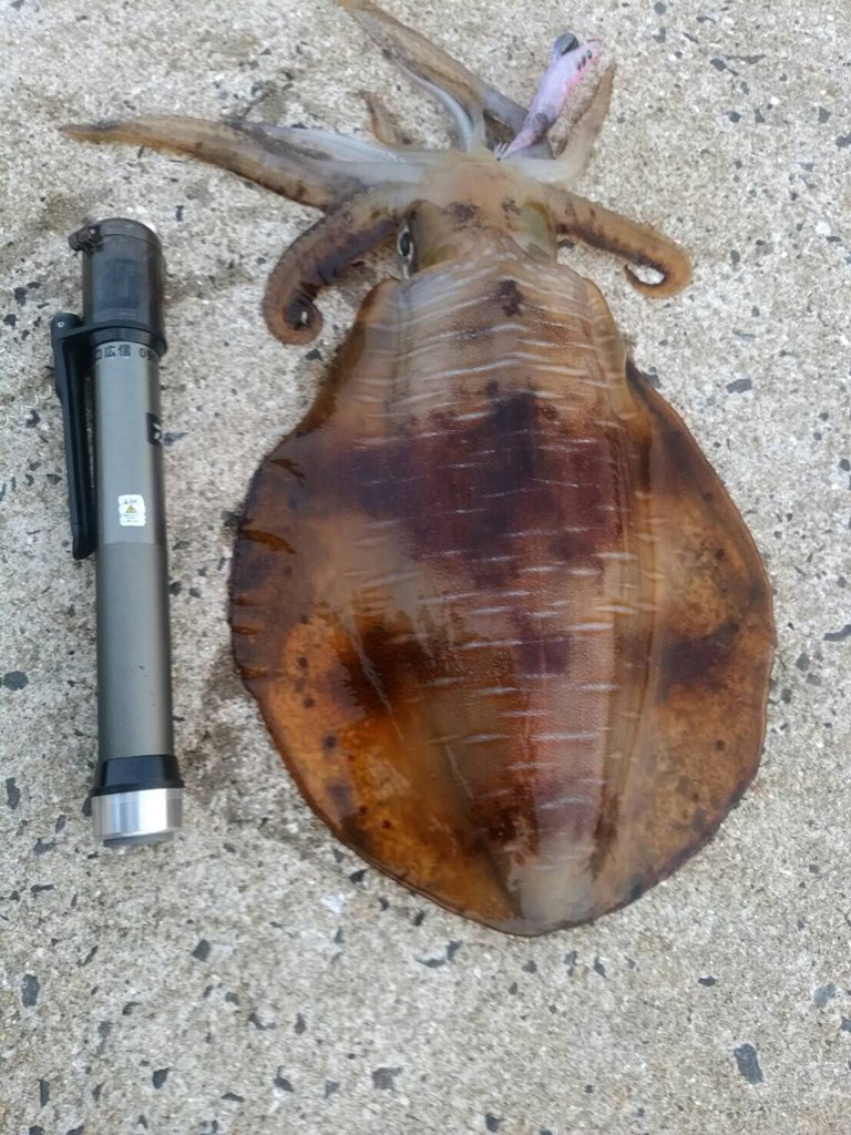 中島英樹 イカ釣り師 V Twitter 大潮 満月のきょう続々と寄せられるデカアオリイカ捕獲情報 写真は平戸で朝まずめの約2キロ Good Job エギング アオリイカ 平戸 春イカ Theエギング烏賊追い人のブログ 大潮 中島英樹 イカ釣り師 V Twitter 大潮 満月のきょう続々と寄せられるデカアオリイカ捕獲情報 写真は平戸で朝まずめの約2キロ Good Job エギング アオリイカ 平戸 春イカ Theエギング烏賊追い人のブログ 大潮