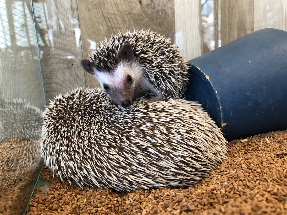 HarinezumicafeR's tweet photo. 「見てみて〜!1番大きなハリヤマに登れたんだ‼︎🦔」
#世界初 #roppongi #hedgehogcafe®︎ #hedgehogcafeharry #HARRY #tokyo #firstofworld #六本木 #六本木本店 #ハリネズミカフェ®︎ #ハリネズミカフェharry #ハリネズミ専門店 #hedgehogofinstagram #Bob #hedgehogbob #grumpybob https://t.co/AAJInj7GFr