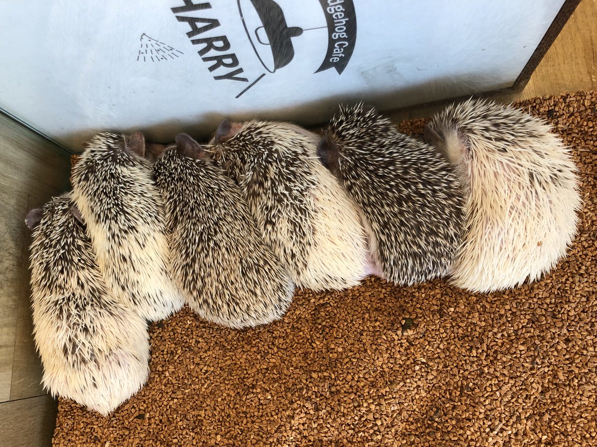HarinezumicafeR's tweet photo. なかよく並んでおねんね♥️🦔 #世界初 #roppongi #hedgehogcafe®︎ #hedgehogcafeharry #HARRY #tokyo #firstofworld #六本木 #六本木本店 #ハリネズミカフェ®︎ #ハリネズミカフェharry #ハリネズミ専門店 #hedgehogofinstagram #Bob #hedgehogbob #grumpybob #ハリネズミのボブ #グランピーボブ https://t.co/po4P7Dyb7E
