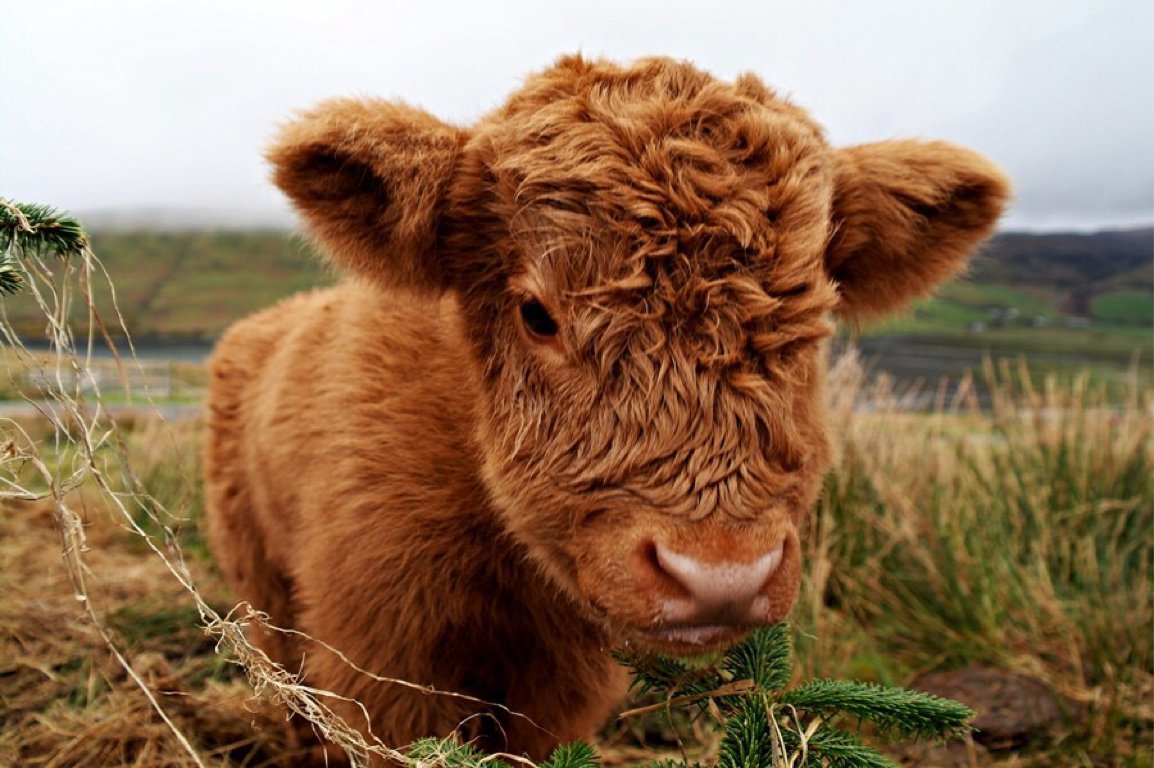 CGTN Africa ar Twitter: “Good morning Africa "Youth is beauty, even in cattle." - Egyptian Proverb… ”