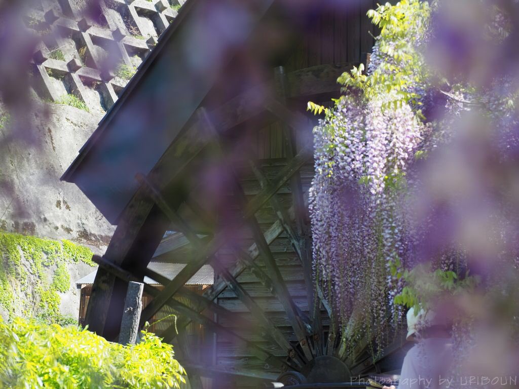 白井大町藤公園