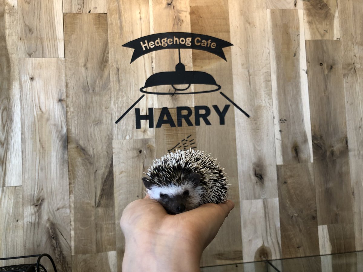 HarinezumicafeR's tweet photo. ⭐️ゴールデンウィークセール⭐️
お迎えの方一部の子が50%OFF㊗️
運命の子に出会えると良いですね♥️
#世界初 #roppongi #hedgehogcafe®︎ #ベビー販売 #ペットショップ #販売 #HARRY #tokyo #firstofworld #六本木 #六本木本店 #ハリネズミカフェ®︎ #ハリネズミカフェharry #ハリネズミ専門店 https://t.co/SJxFqxZxL6