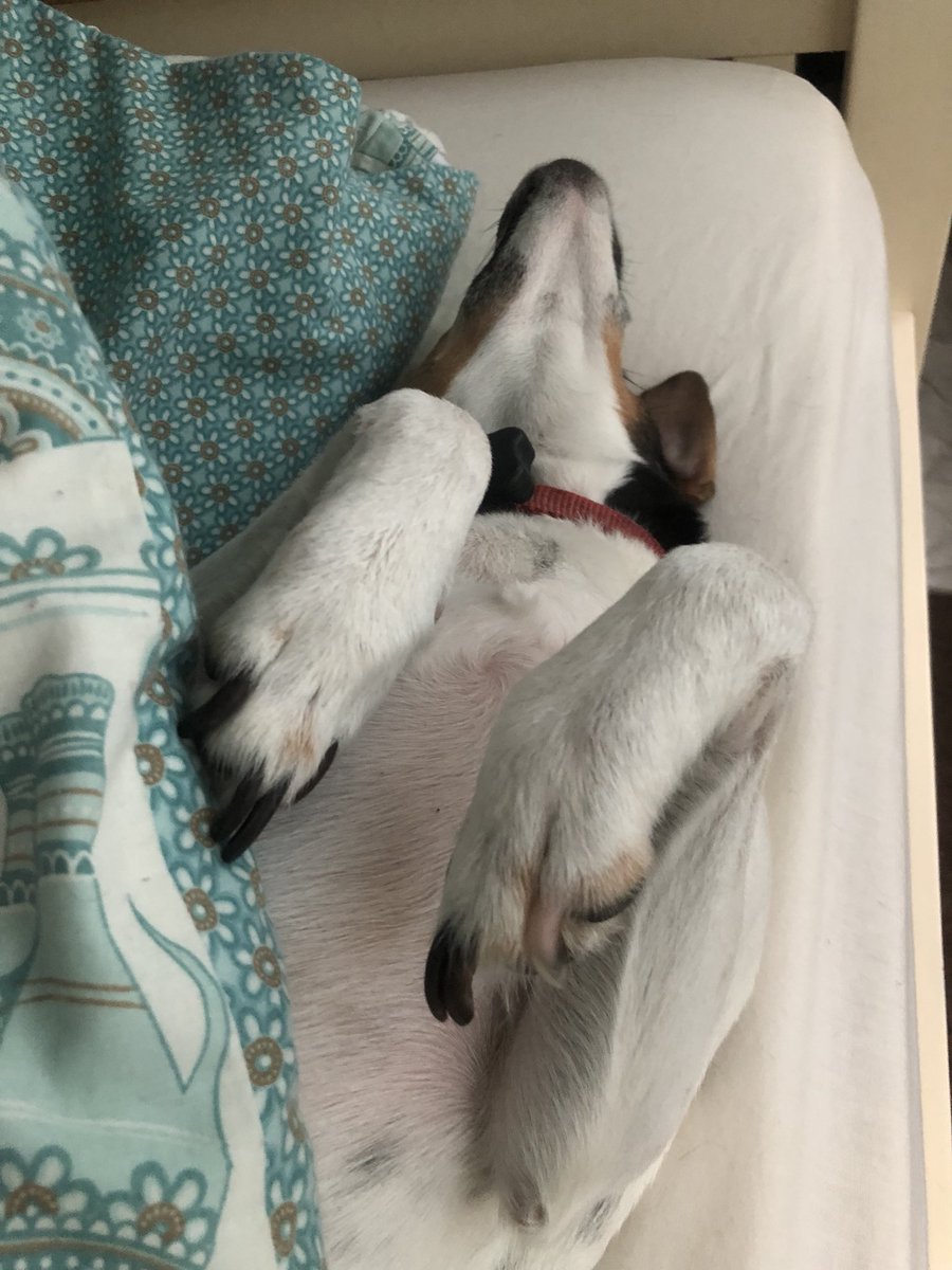 LittleEmsleeee's tweet photo. Just woke up to find this.... #Alfred #soundo #lovehim #cuteness #jackrussellterrier #parsonsrussell #jackrussell 💙🐶🐾🤓 https://t.co/nR5HZNONEG