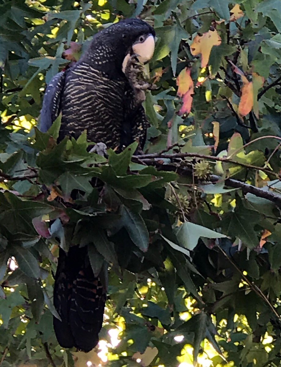 Red-tailed Black Cockatoo enjoying an afternoon picnic in Perth WA. @ParrotOfTheDay