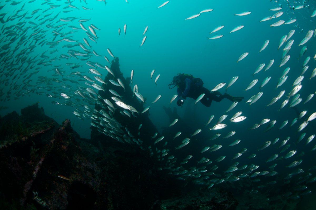 Spain_in_CH's tweet photo. We have a plan for you: 
Discover the underwater world of the Cabo de Gata-Níjar Nature Reserve in #Almeria 
You read it right, UNDERWATER #experience, so bring your tails! 
https://t.co/okvK9lDqq7 
#VisitSpain #CaboDeGata #NatureReserve
@Costa_Almeria @viveandalucia @davidbisbal https://t.co/Sk26sEa4OI