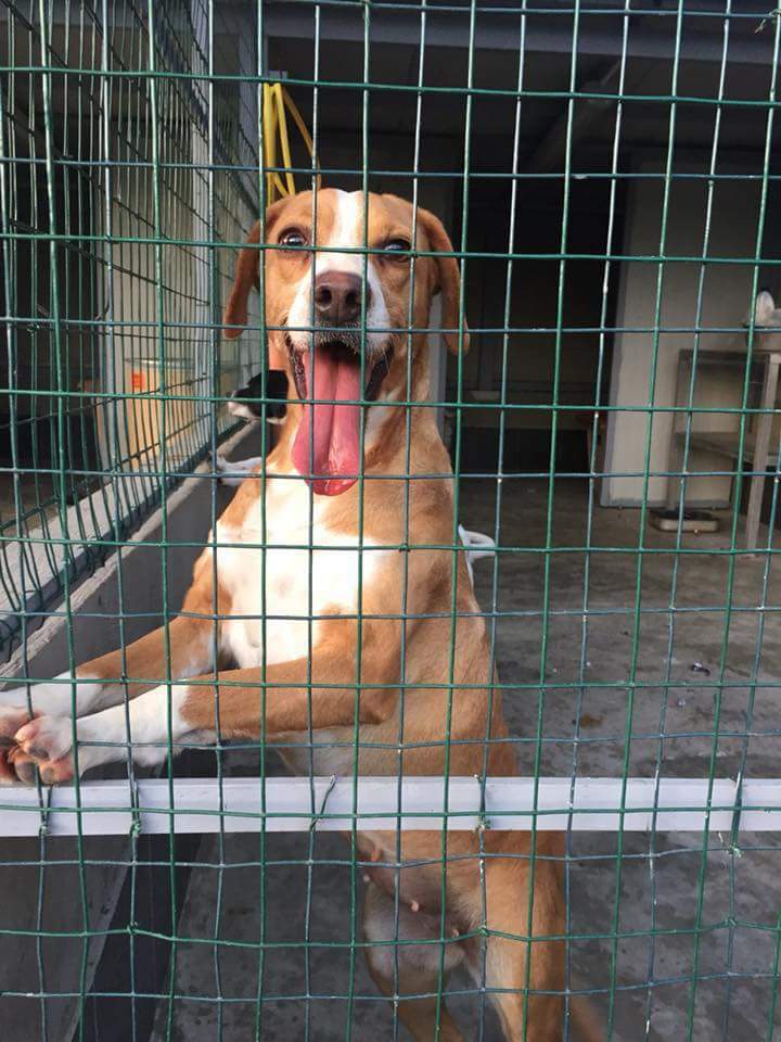 sangesnicola's tweet photo. Vorrei con tutto me stesso tirarti fuori da lì  😢 
1000 Appelli con 1000 foto non sono bastati in questi mesi. Rosetta ha 2 anni è una tg media e cerca disperatamente casa. AIUTIAMOLA. Si trova a Siano (Sa) 
📞3402608920 https://t.co/UTtp7npKm7