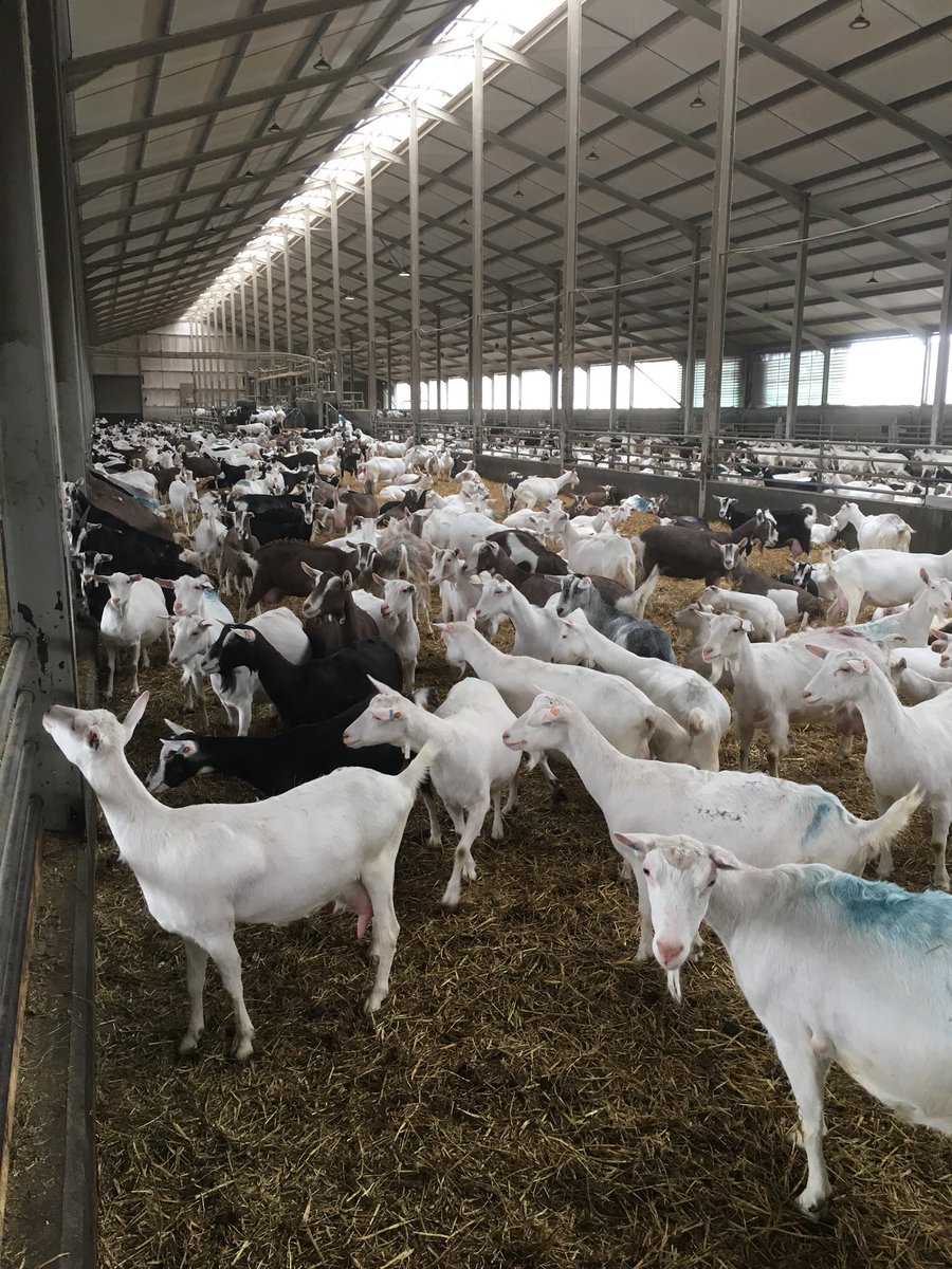 peamanruss's tweet image. Great weekend reunion with the #WCF2015 in Yorkshire looking round Brocklesby Oil, Buckle Farms and Yorkshire Dairy Goats with @clarkey88 @farmerwellsie @RickBuckle and all the team! Very impressive businesses