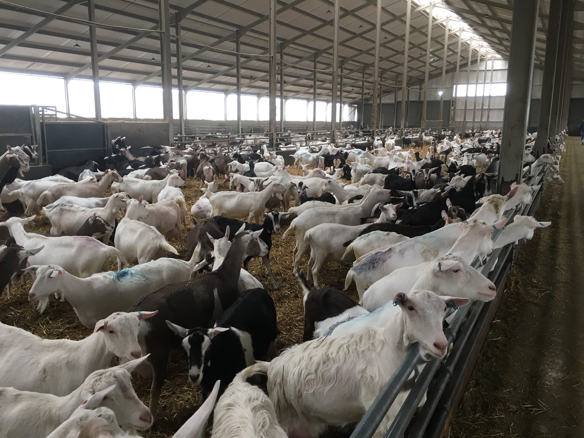 peamanruss's tweet image. Great weekend reunion with the #WCF2015 in Yorkshire looking round Brocklesby Oil, Buckle Farms and Yorkshire Dairy Goats with @clarkey88 @farmerwellsie @RickBuckle and all the team! Very impressive businesses