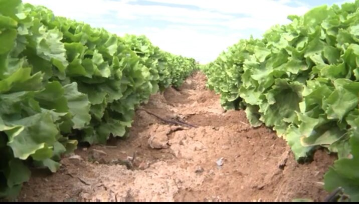 AntonioGarPas's tweet photo. "El agua reutilizada salva la producción a los agricultores en zonas de sequía"
No te pierdas el vídeo de esta noticia
Conoce el caso de la regeneración de aguas residuales de la EDAR de Cabezo Beaza (Murcia) para su uso en agricultura
https://t.co/DyRElLo4P1 
@abc_es
@ecogallego https://t.co/MkBGjkZQoi