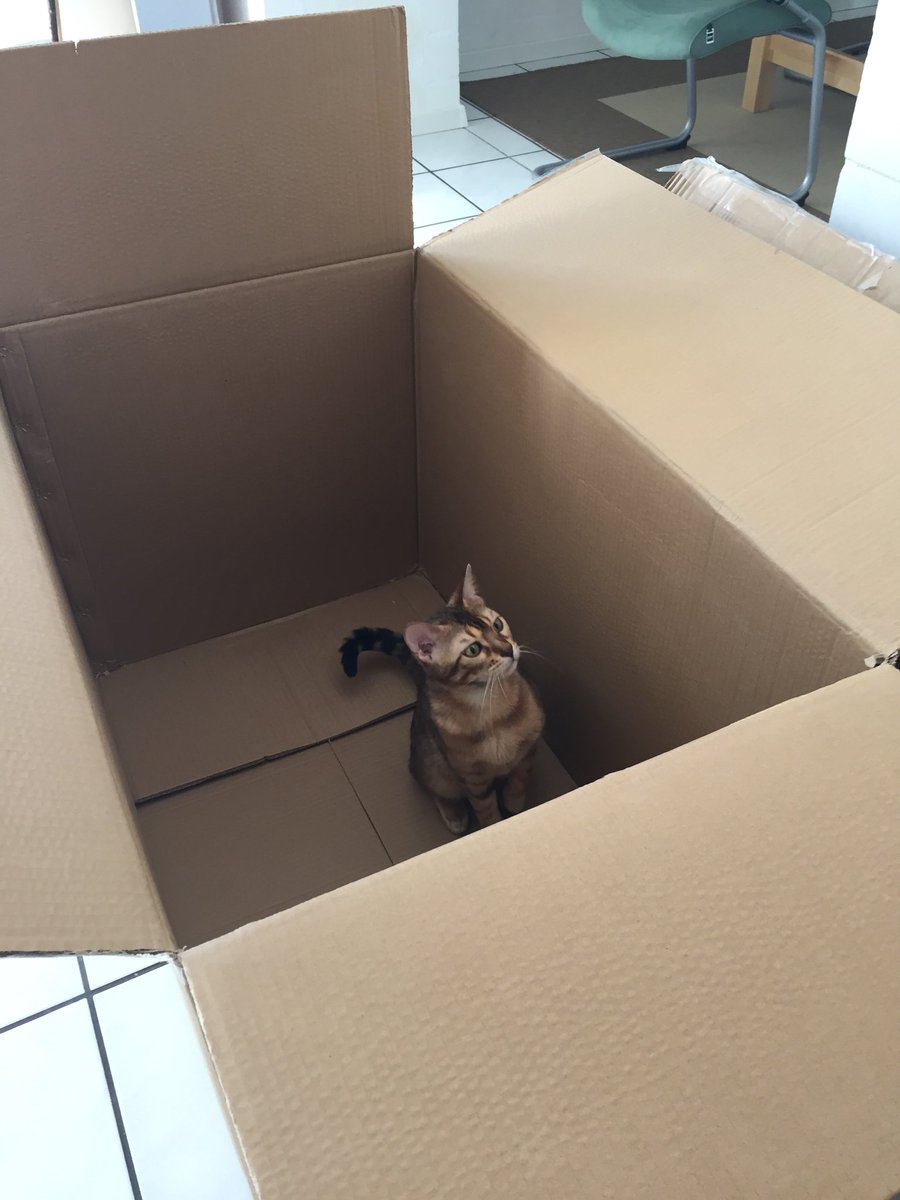 beatalexbengals's tweet photo. Ein angemessener Karton 📦 für #catboxsunday https://t.co/ncX6FVuerD