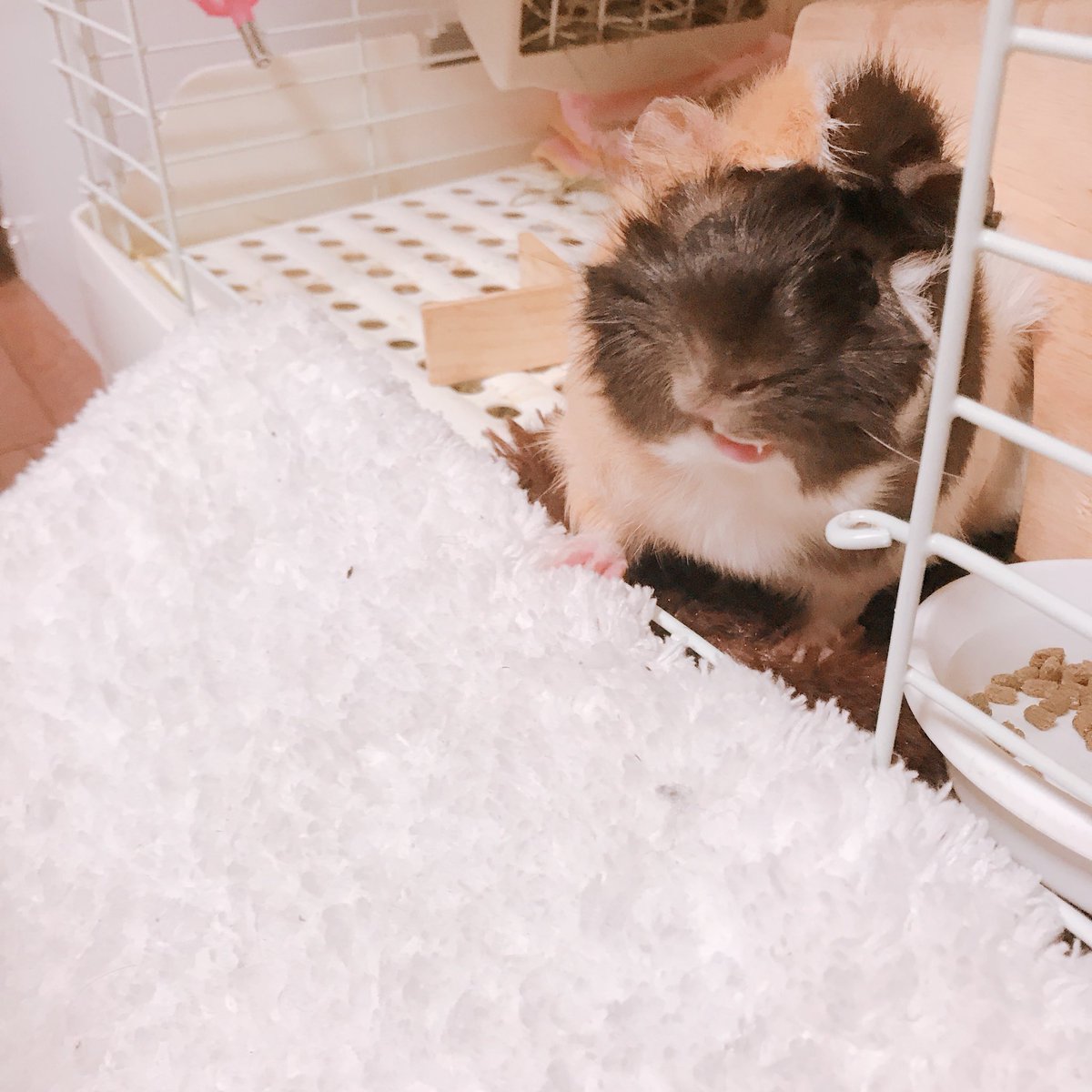 りありあ日記

4/29 night ⭐︎

お留守番dayでした！

帰ってきてから遊んで
みると前よりもびびらず

いろんなところ出てきて
嬉しかったです💗

目見えないけどニカって
笑ってるみたいでこの写真
お気に入りです！