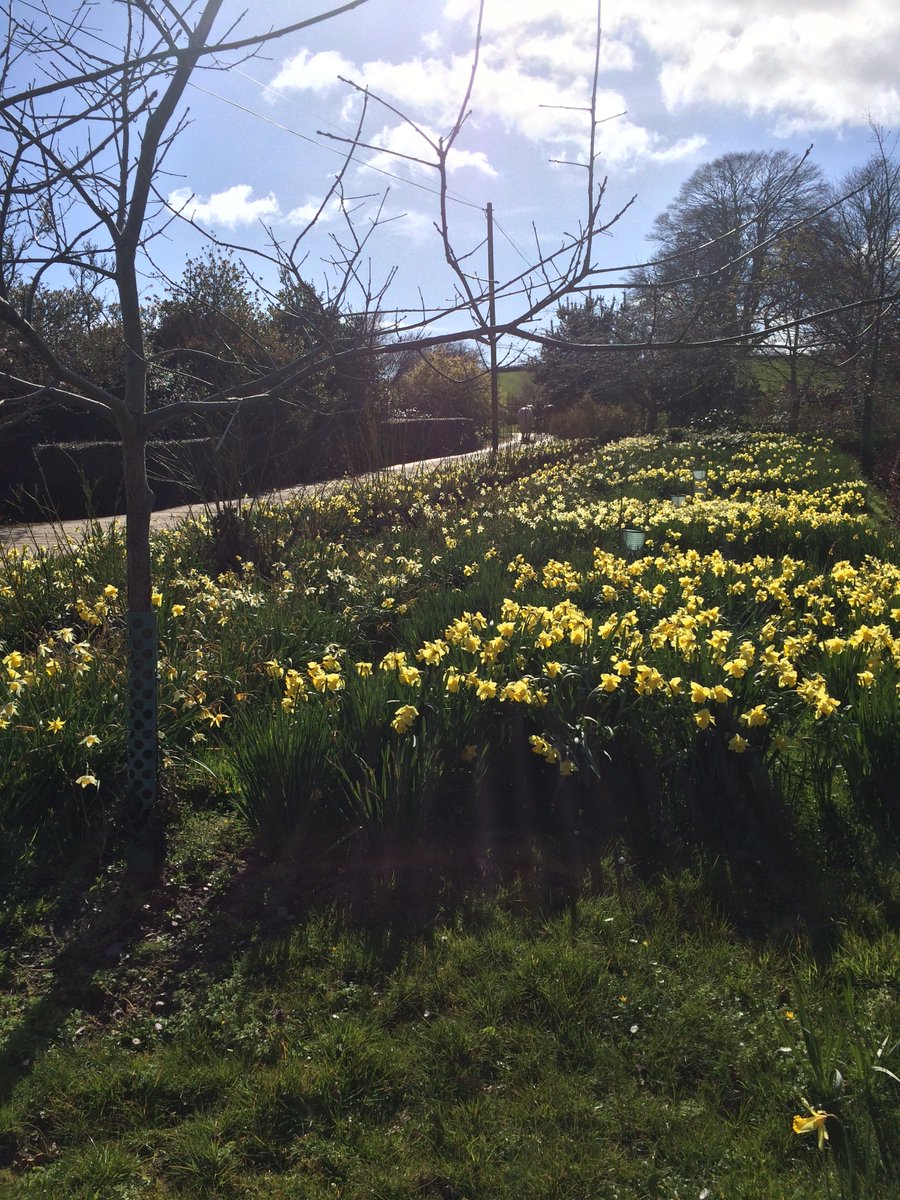 #Bowringsleigh is a grade 1 listed #Elizabethan house set in 1,200 acres of rolling hills near Kingsbridge. It is my favourite discovery since moving to Devon. The stunning #gardens are open for <a href="/chsw/">Children's HospiceSW</a> on Sunday 13 May at 2pm.  bit.ly/2HBlxO8