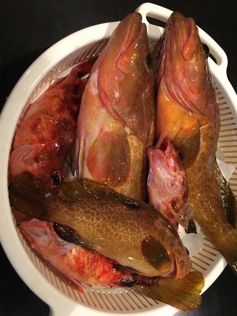 新タイラバ研究 Housai5 Twitter